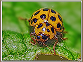 Coccinelle